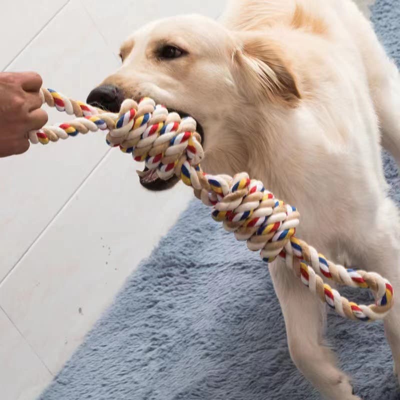 Dog tugging a jumbo cotton rope knot toy indoors